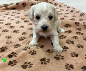 Maltipoo - 2