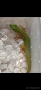 Phelsuma astr.astriata - 2