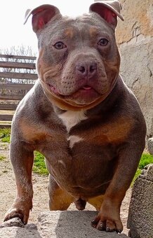 American bully pocket - 2