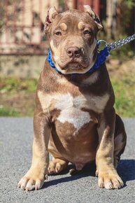 American bully XL/XXL s PP - 2