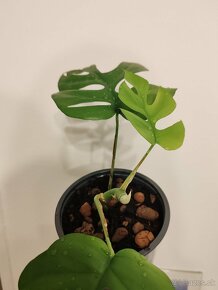 Monstera minima (Raphidophora) - 2