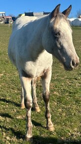 Appaloosa kobylka na predaj - 2