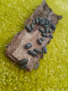 Isopody armadillidium gestroi - 2