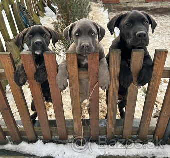 Cane Corso - 2