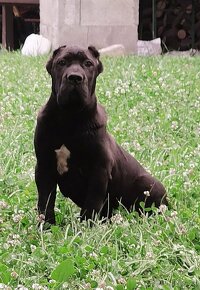 Cane Corso s PP - 2