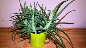 Predám Aloe Vera - Pravé (jedlé) Aloe - 2