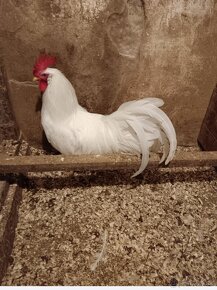 Leghorn - 2