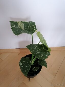 Monstera thai constalation - 2