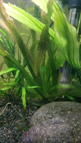 Vallisneria akvarijna rastlinka - 2