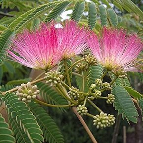 80-120 cm Albizia Julibrissin - Albízia ružová - 2