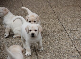 Labrador žlté šteniatka s PP - 2