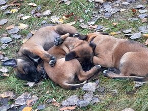 Belgický ovčiak MALINOIS - 2