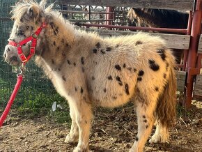 Mini shetland žrebček "PABLO" - 2