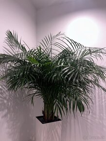 Areca Dypsis Palma - 2