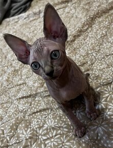 Don Sphynx - 2