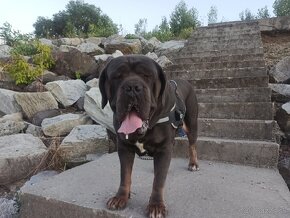 Cane Corso krytie - 2