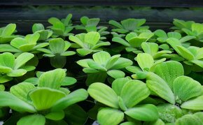 %%%%%%%%----Pistia stratiotes---%%%%%%%%%% - 2