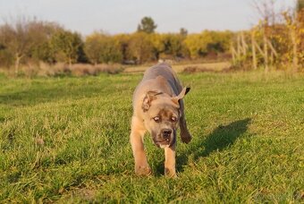 Cane Corso s PP (FCI) - fenka - 2