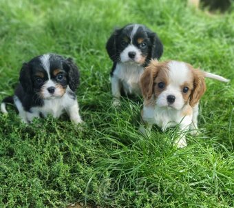 Cavalier king charles spaniel - 2