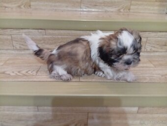 Shi tzu - 2