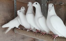 Biele holuby - 2