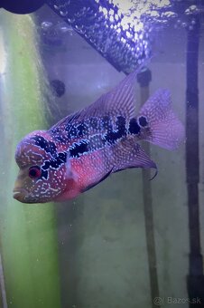 Samička Flowerhorn Super Red Dragon - 2