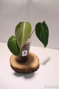Izbové rastliny - 2
