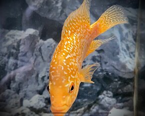 Flowerhorn Golden Base - 2