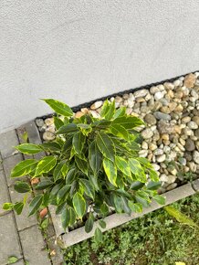 Ficus benjamina Anastasia - 2