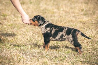 Beauceron s PP - 2