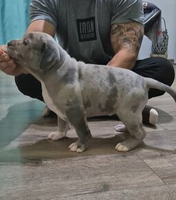 American bully xl - 2