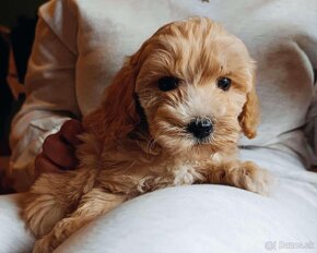 Mini maltipoo - 2