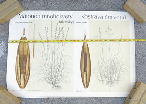 retro výukový plagát ČSR 1960 botanika #F - 2