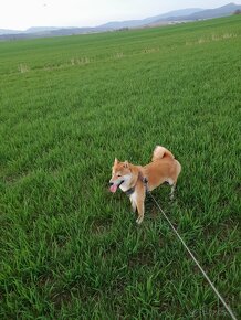 Shiba-inu - 2