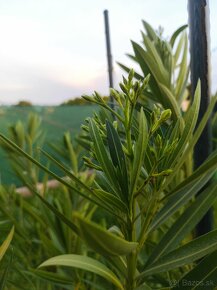 Oleander - biely - 2