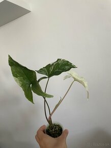 Syngonium albo - 2