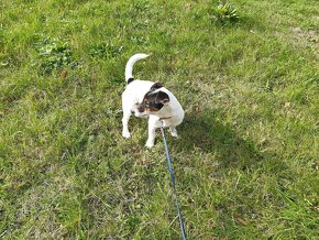 Jack russel terier JRT - 2