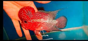 Flowerhorn - 2