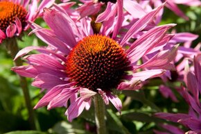 Echinacea purpurea – ružová - 2