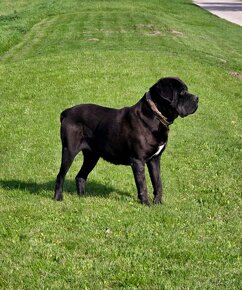 Cane Corso -šteniatká - 2