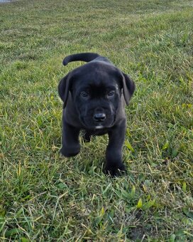 Cane Corso -šteniatká - 2