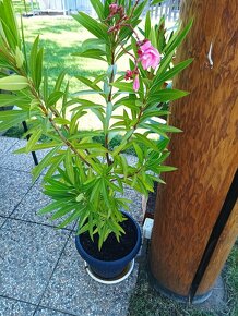 Oleander ružový plný - 2