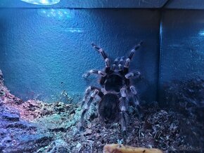 Acanthoscurria geniculata sklípkan, terárium - 2