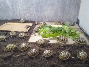 Suchozemska korytnačka (Testudo hermanni boettgeri) - 2