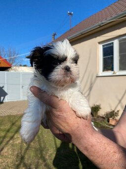 Shi tzu - 2