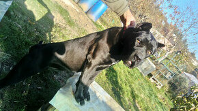 Fena cane corso 6 mesačna - 2