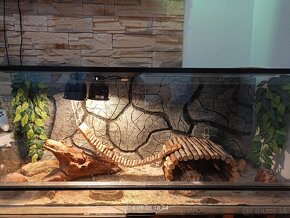 Terarium - 2