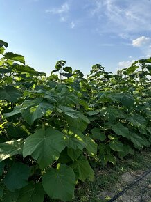 Paulownia Shan Tong - 2