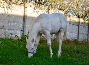 Cremello žrebček QH - 2