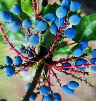 Predám lacno mahónie – Mahonia aquifolium - 2